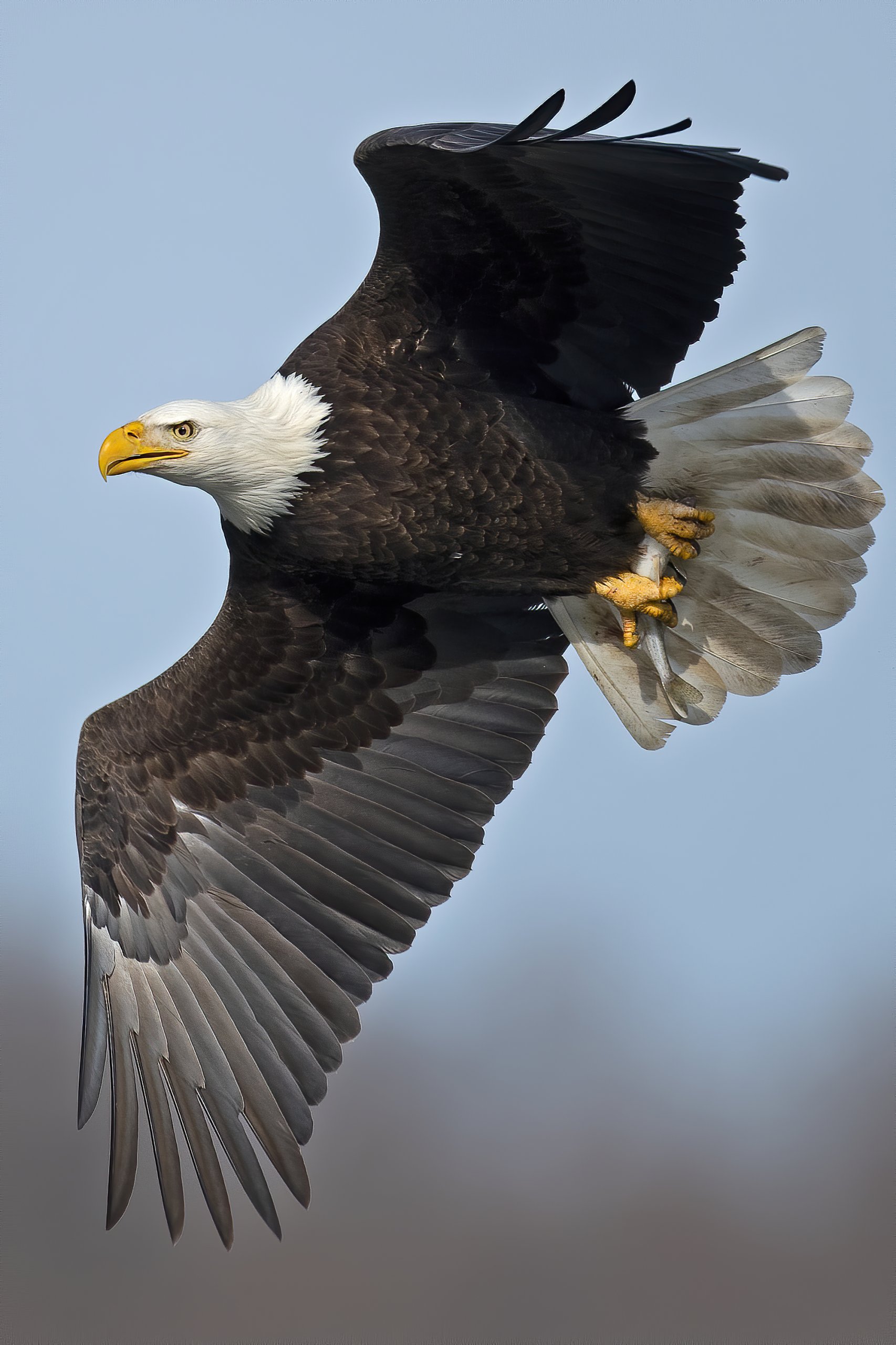 A vertical close-up shot of the bald eagle while flying in the sky.